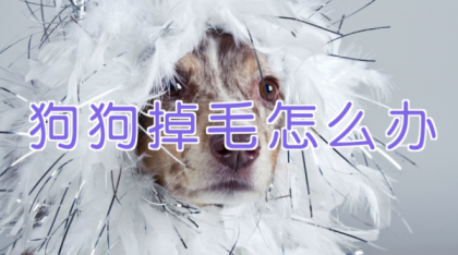 宠物训练-训狗教程Dog Training