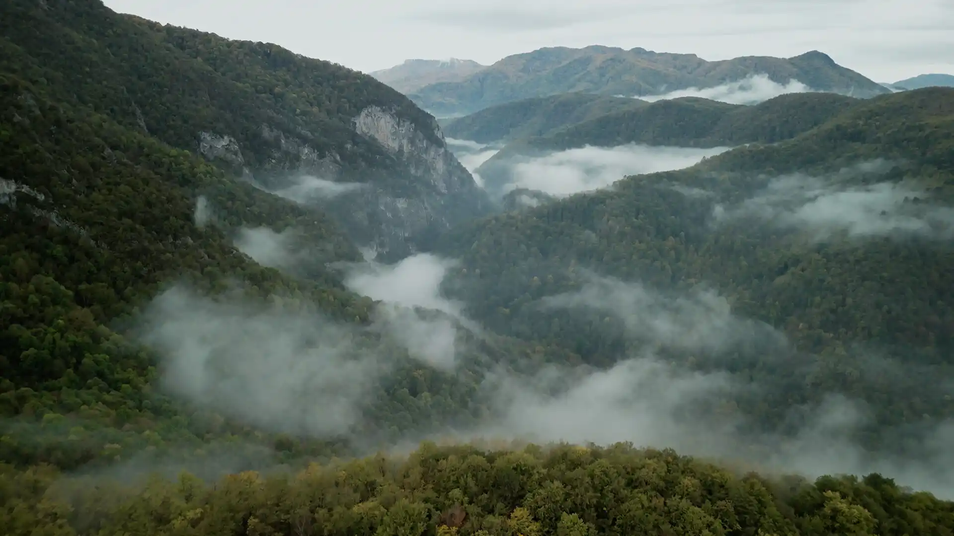 无言之林/Wordless Forest